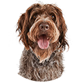 Northfield Veterinary 5