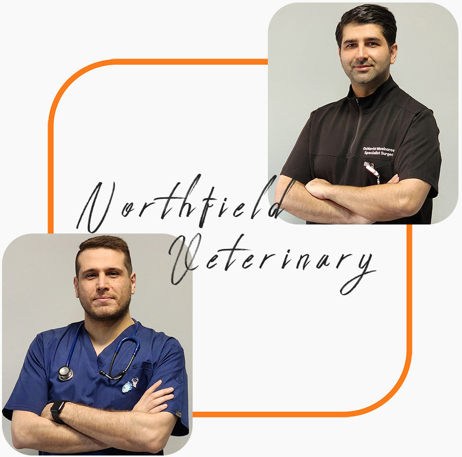 Veterinarians of Northfield Veterinary Clinic, The Best pet clinic in Dubai