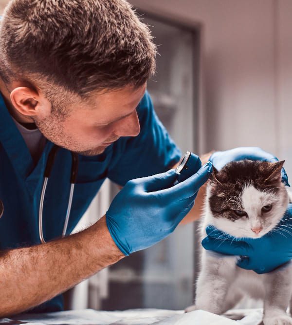 The Best Veterinary Internal Medicine Clinic in Dubai