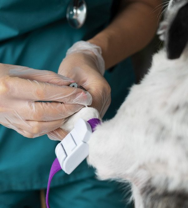 The Best Pet Internal Medicine Clinic in Dubai