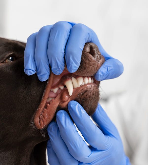 Endodontic therapies for pets Endodontic therapies for pets in Northfield Veterinary Dentistry
