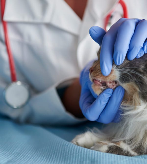 Periodontal surgeries for pets Periodontal surgeries for pets at Best Pet Dental Clinic