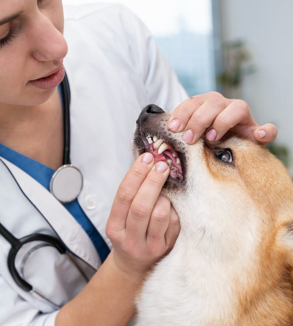 Simple and advanced dental prophylaxis Simple and advanced dental prophylaxis for pet in Northfield Veterinary Dentistry