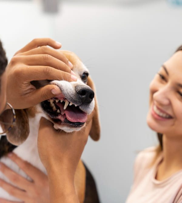 Treatment of root diseases Treatment of root diseases for pets