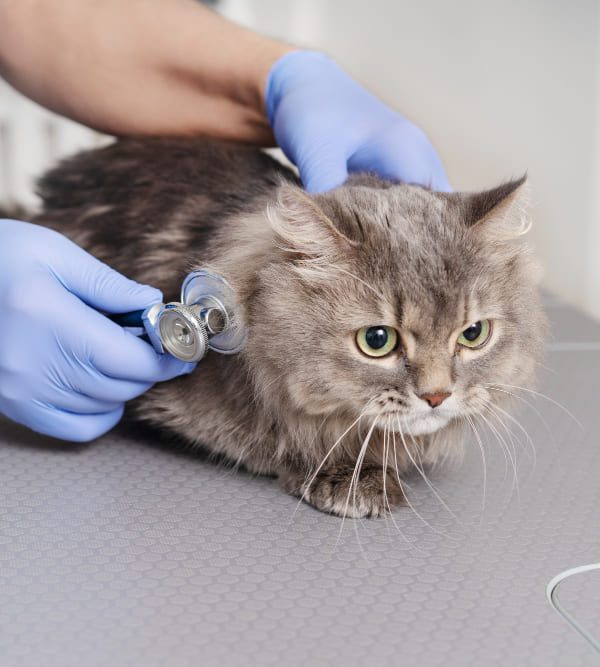 Pet Cardiologist in Northfield Veterinary Cardiology Clinic Dubai