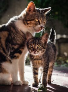 The Best Veterinary Reproductive Medicine Clinic in Dubai
