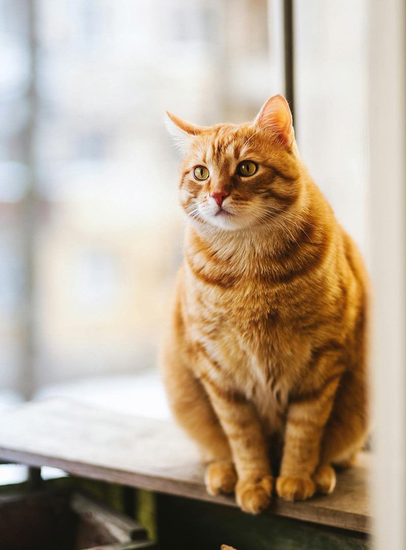Pet Neutering 2 Pet Neutering 2