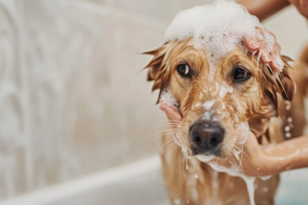 Northfield Pet Grooming Salon
