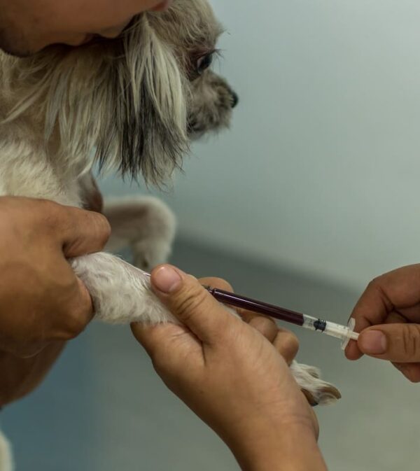 Vet Lab-2 Vet Lab-2