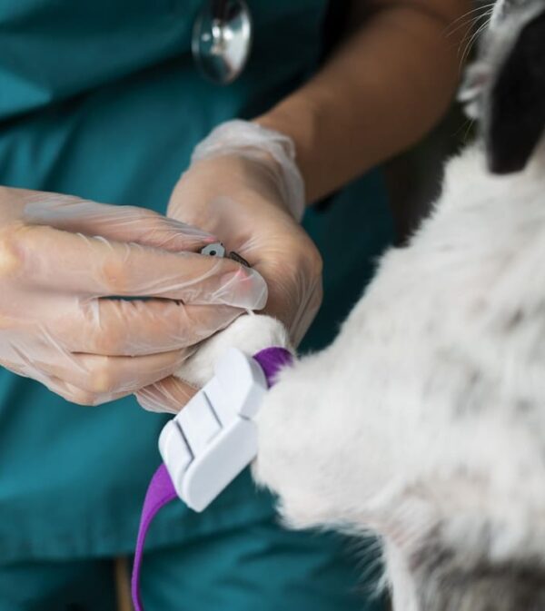 Vet Lab-3 Pet sterilization and Pet Neutering in Northfield Center Dubai