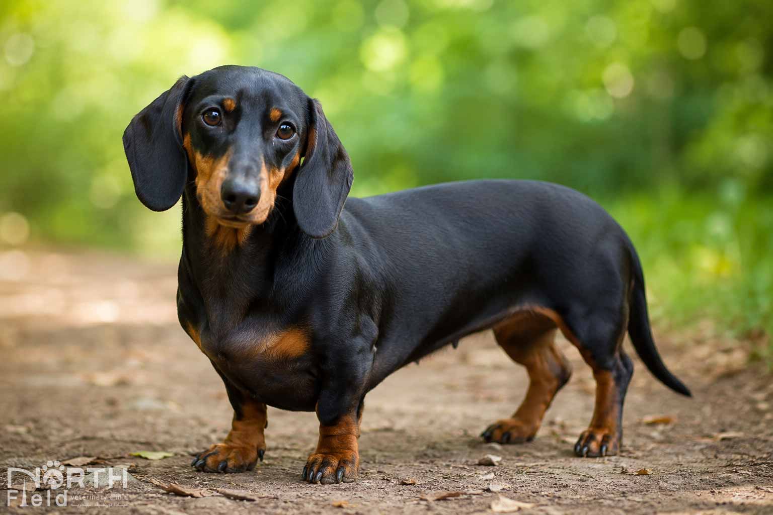 Dachshund Breed