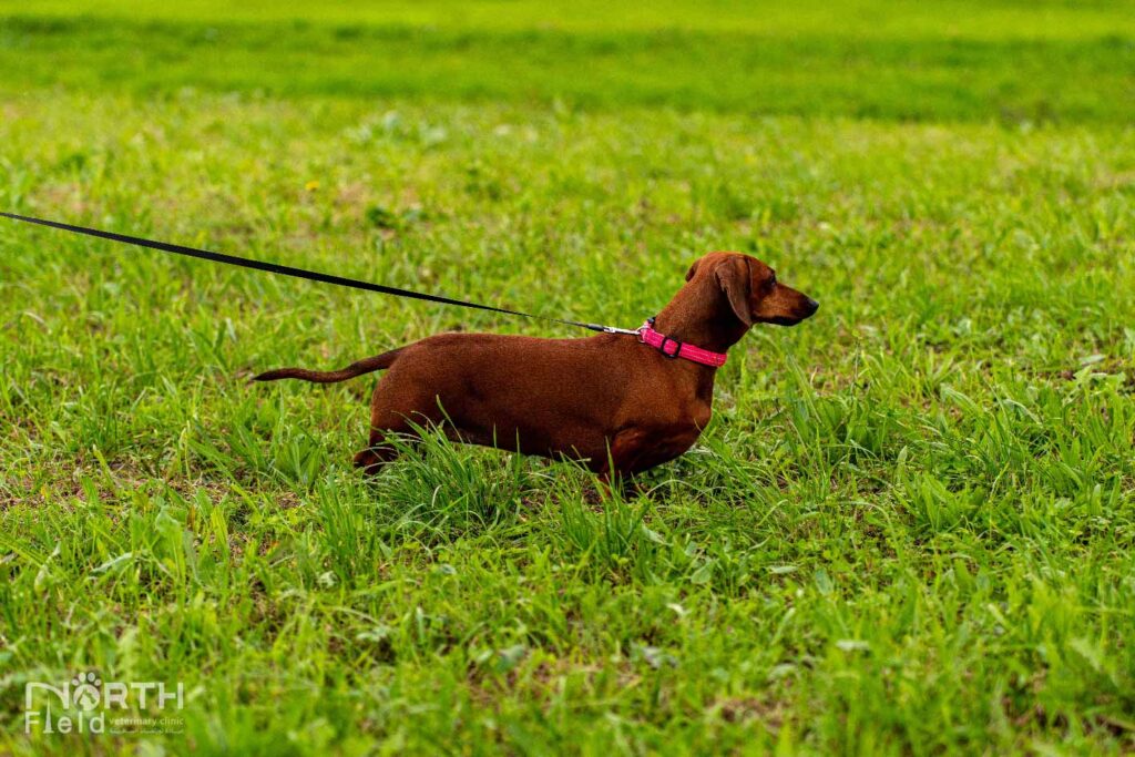 Dachshund dog enjoying a gentle outdoor walk for exercise and mental health