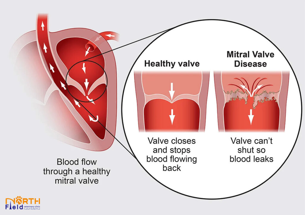     Comparison between a healthy canine heart valve and mitral valve disease