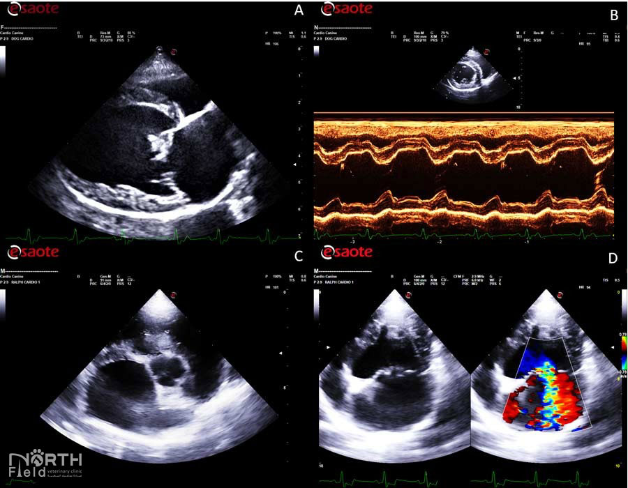     Canine echocardiography and color Doppler showing mitral valve regurgitation in a dog
