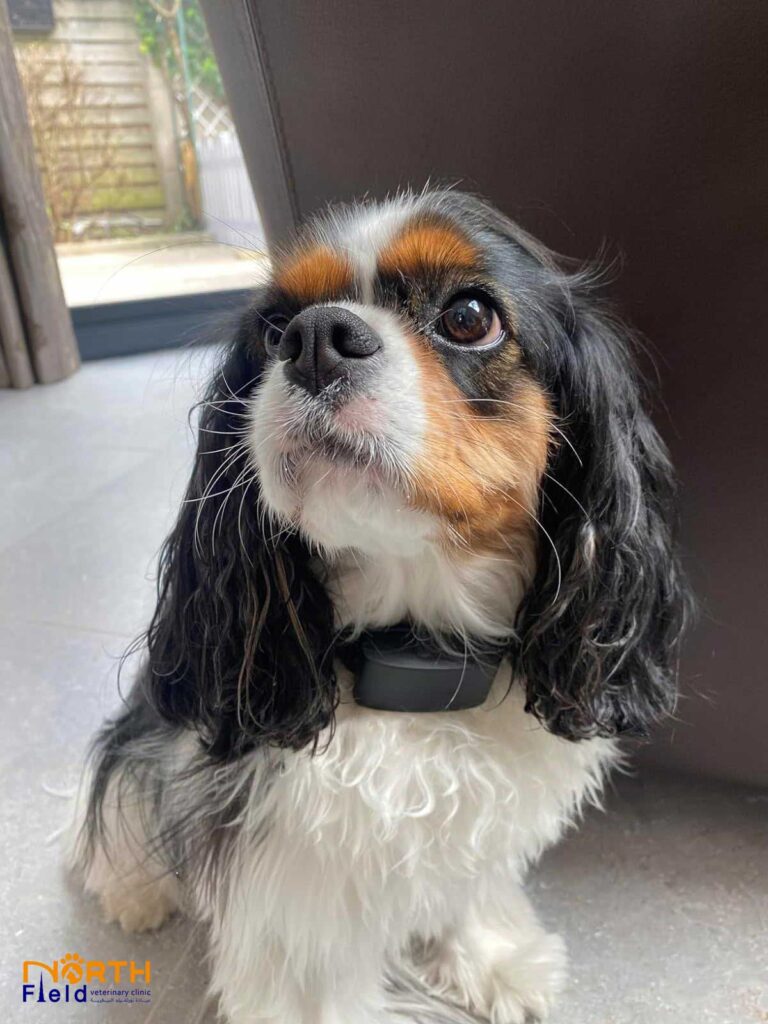 Cavalier King Charles Spaniel