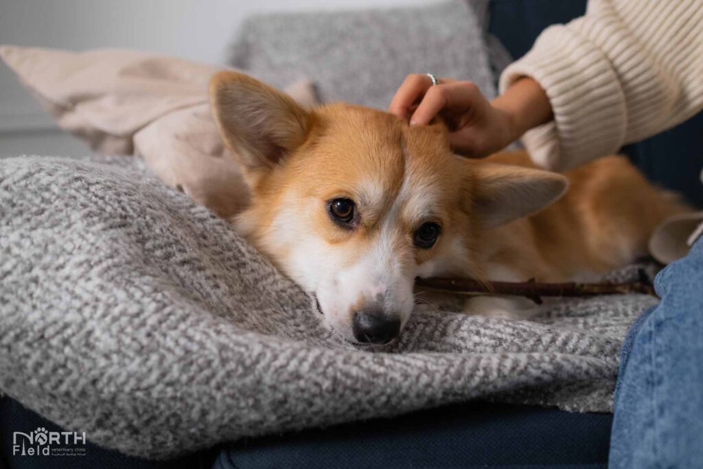 Seizure Treatment in Pets: What Is Our Goal? 2 dog treatment