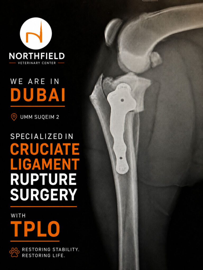 TPLO for cruciate ligament rupture in Dubai