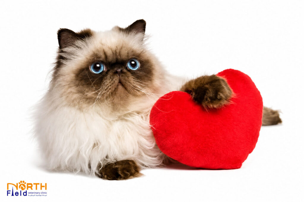 Hypertrophic Cardiomyopathy (HCM) in Cats 4 HCM in Cats