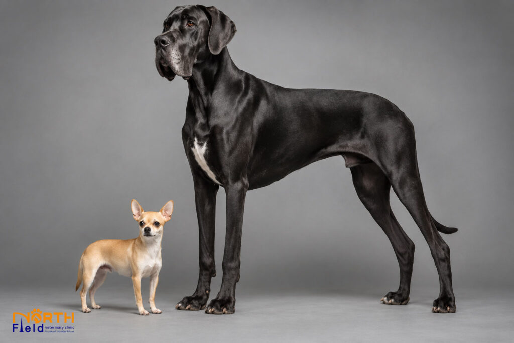 Nutrition for Large & Giant Breed Dogs 1 large breed dog nutrition