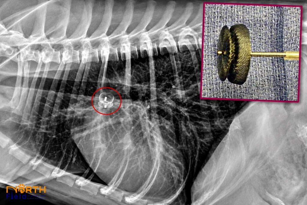 Congenital Heart Disease in Dogs 4 Thoracic radiograph of a dog with an occlusion device for Patent Ductus Arteriosus (PDA) closure