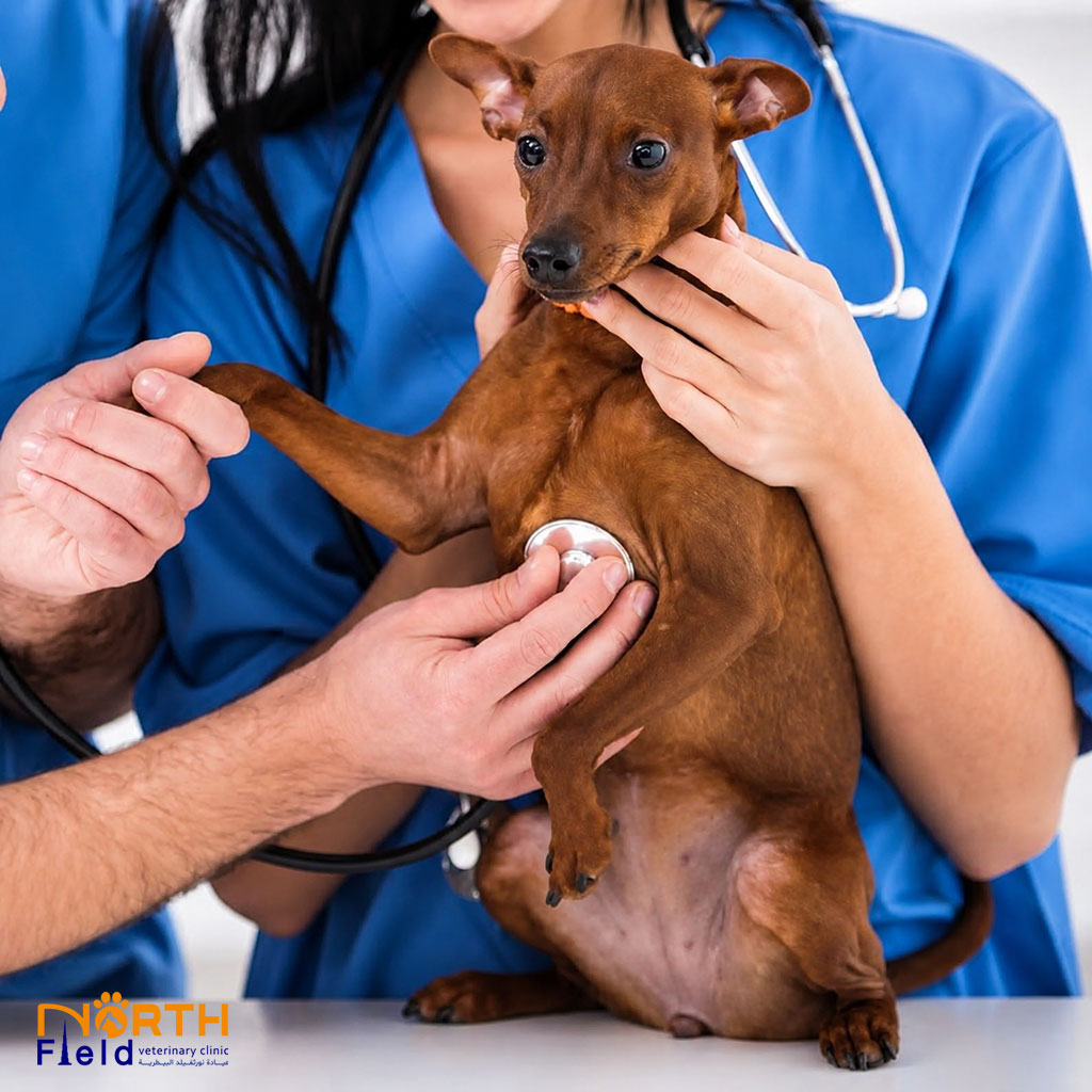 Congenital Heart Disease in Dogs 5 Veterinarian performing a cardiac physical examination and listening for heart murmurs in a dog