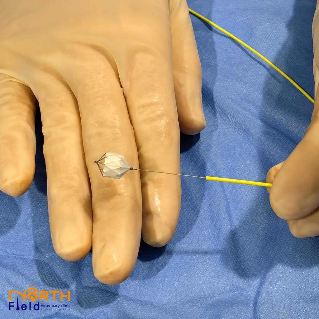 Congenital Heart Disease in Dogs 2 Amplatzer canine duct occluder device used in minimally invasive interventional cardiology for dogs